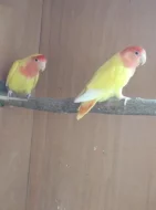 AGAPORNIS RŮŽOHRDLÝ LUTINO OPALÍN