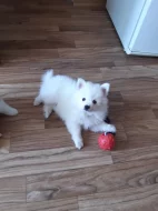 Německý špic střední s PP