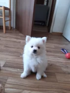 Německý špic střední s PP