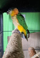 Amazonek černotemenný