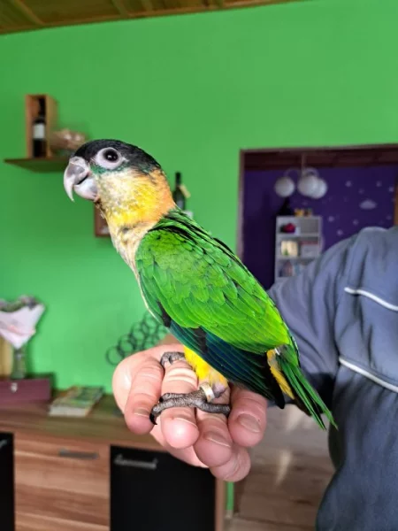 Amazonek černotemenný