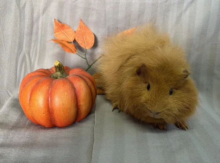 Morčátka s průkazem původu