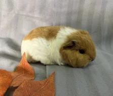 Morčátka s průkazem původu