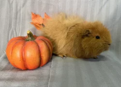 Morčátka s průkazem původu