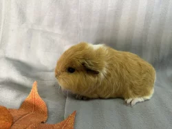 Morčátka s průkazem původu