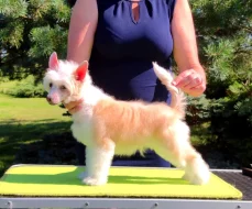 Čínský chocholatý pes - štěně, pejsek s PP