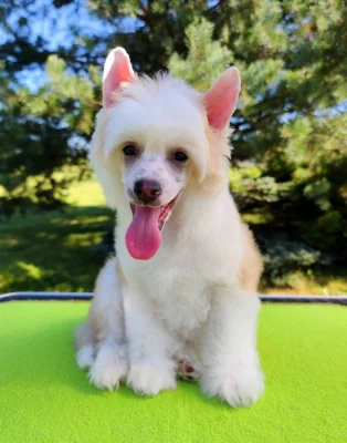 Čínský chocholatý pes - štěně, pejsek s PP