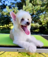 Čínský chocholatý pes - štěně, pejsek s PP