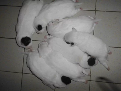 Parson Russell Terier