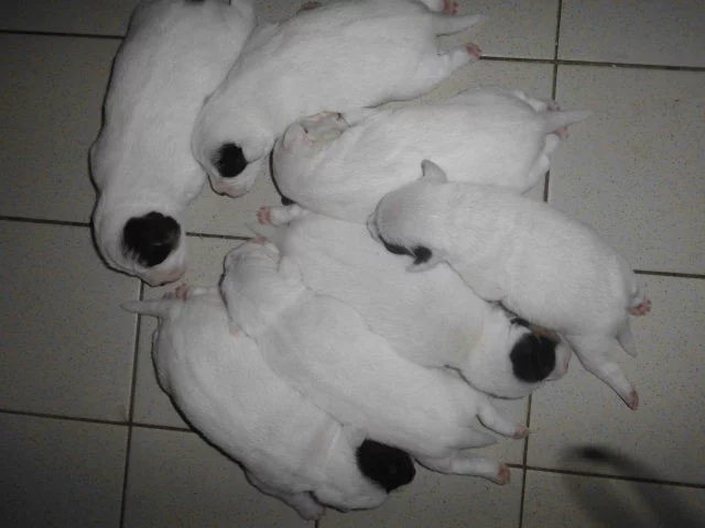 Parson Russell Terier