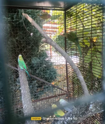 Papoušek nádherný