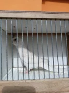 Rosela pestrá albino