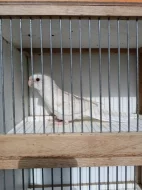 Rosela pestrá albino