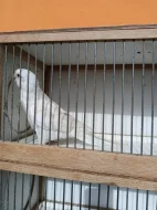 Rosela pestrá albino