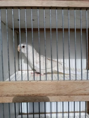 Rosela pestrá albino