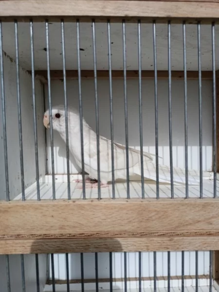 Rosela pestrá albino
