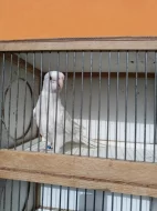 Rosela pestrá albino