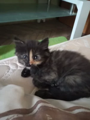 Částečně Maynska mývaly