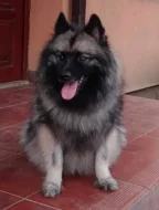 Německý špic vlčí / keeshond prodám krásná štěňata s PP