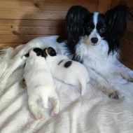 Papillon s PP