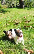 Papillon s PP