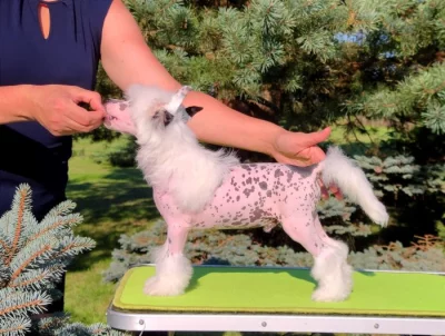Čínský chocholatý pes - štěně, naháč s PP