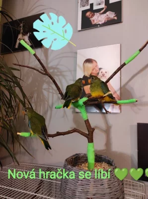 Neoféma