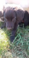 Labradorske fenky