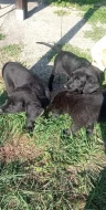 Labradorske fenky