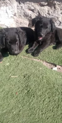 Labradorske fenky