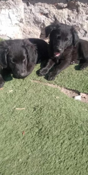 Labradorske fenky