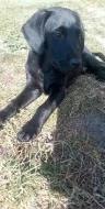 Labradorske fenky