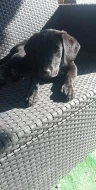 Labradorske fenky