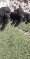 Labradorske fenky
