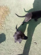 Labradorske fenky