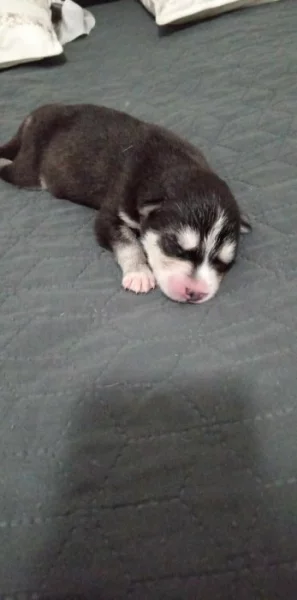 Sibiřský husky