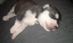 Sibiřský husky
