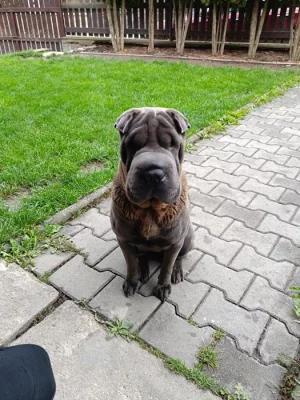 Štěňátka Šarpej