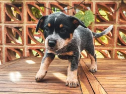 Štěňata Australského honáckého psa s PP