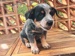 Štěňata Australského honáckého psa s PP