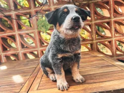 Štěňata Australského honáckého psa s PP