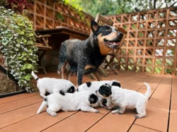 Štěňata Australského honáckého psa s PP