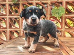 Štěňata Australského honáckého psa s PP