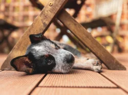 Štěňata Australského honáckého psa s PP