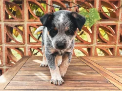 Štěňata Australského honáckého psa s PP