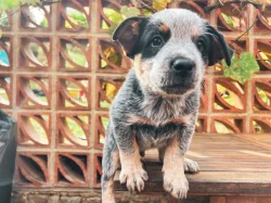 Štěňata Australského honáckého psa s PP