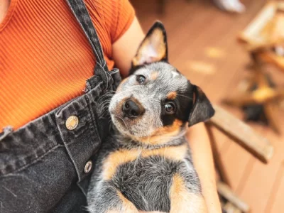 Štěňata Australského honáckého psa s PP