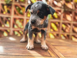 Štěňata Australského honáckého psa s PP