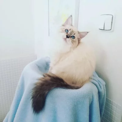 koťátka vzácné Neva Masquerade s PP