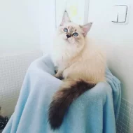 koťátka vzácné Neva Masquerade s PP